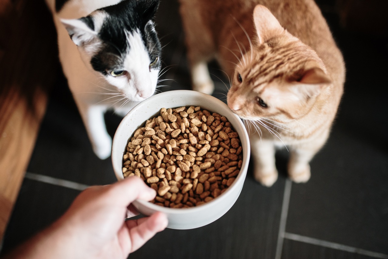Подбор сухого корма для кошек